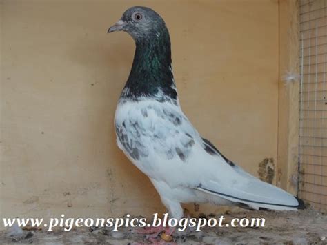 Pakistani Pigeons Kabootar Bazi In Pakistan Pigeons Pics Latest