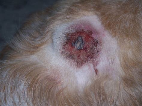 Drop It Like Its Hot Spots Pyotraumatic Dermatitis In Dogs