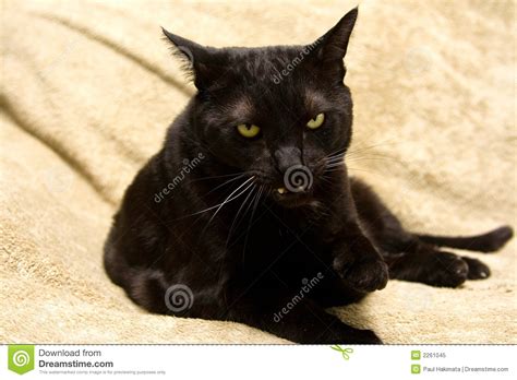 Mean Black Cat Royalty Free Stock Photo - Image: 2261045