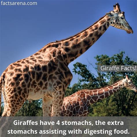 15 Fun Facts About Giraffes That Will Leave You Amazed Giraffe Facts