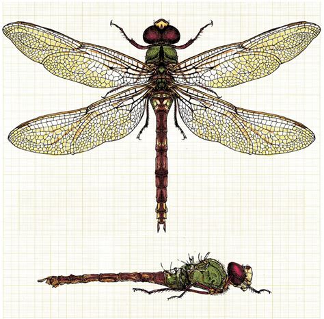 Scientific Illustration Dragonfly Illustration Dragonfly Drawing
