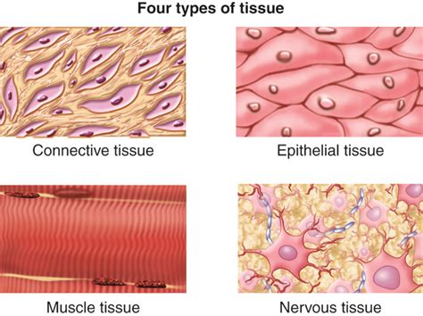 Different Types Of Tissue Diagram