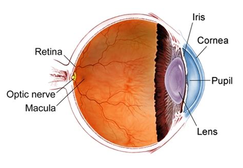 Retina Health Information Patients The American Society Of Retina