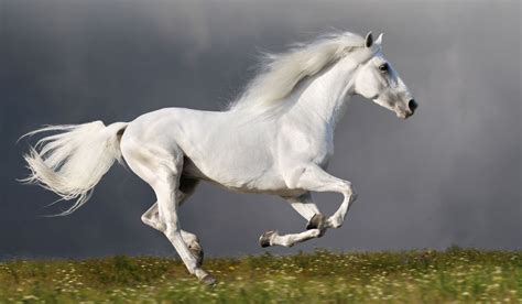 Ultimate List Of White Horse Breeds Helpful Horse Hints