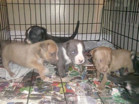 Blue nose pit bull puppies, gotti and razors edge razors edge and gotti blue nose pit bull puppies. Ohio Razors Edge Blue Bully - Pitbull puppies