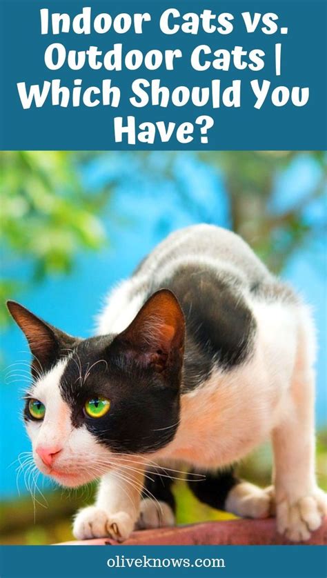 Indoor Cats Vs Outdoor Cats Which Should You Have Oliveknows