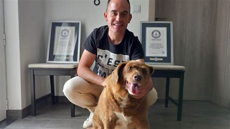 Guinnessbuch der Rekorde: Ältester Hund der Welt Bobi stirbt mit 31