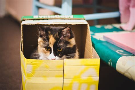 Why Do Cats Like Boxes Vet Help Direct