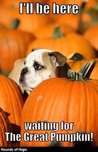 Ill Be Here Waiting For The Great Pumpkin Pictures