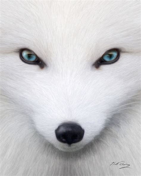 Arctic Fox Arctic Fox Albino Animals Arctic Animals