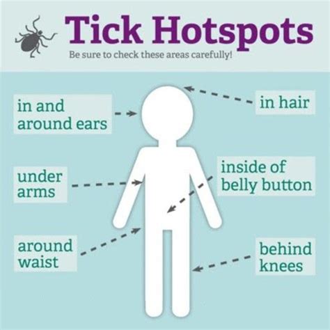 After A Day Out In The Woods Be Sure To Check These Tick Hotspots