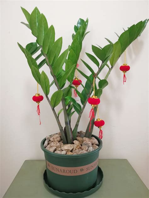 Planta Zamioculca o Millonaria - NSG Flower
