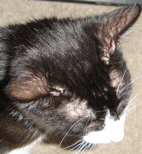 All 94 Images Pictures Of Cauliflower Ear In Cats Updated 122023