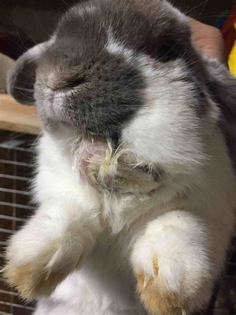 My 8 Year Old Rabbit Has A Lump Under His Jaw What Can This Be It