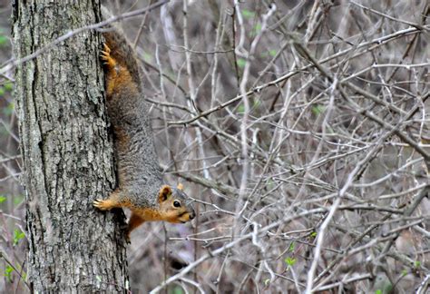 How To Deal With Problem Tree Squirrel In Connecticut