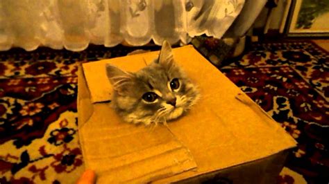 Cat Pops Out Of A Box And Pulls Its Head Back In Like A Jack In The Box