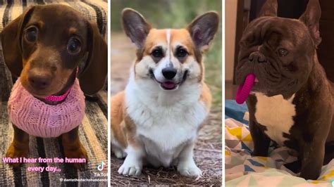 Most Viral DOGS on the internet! - Funniest Dog Compilation! 🥰 - YouTube