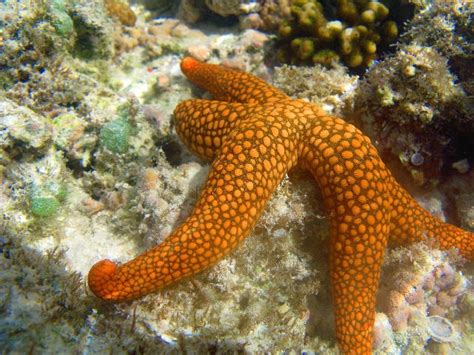 17 Best Images About Strange And Exotic Sea Creatures On