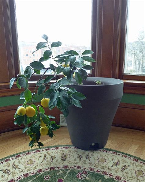 Patience Pays Off When Growing Citrus Indoors Texarkana Gazette