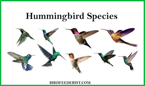 Hummingbird Species 10 Most Common Hummingbird Species