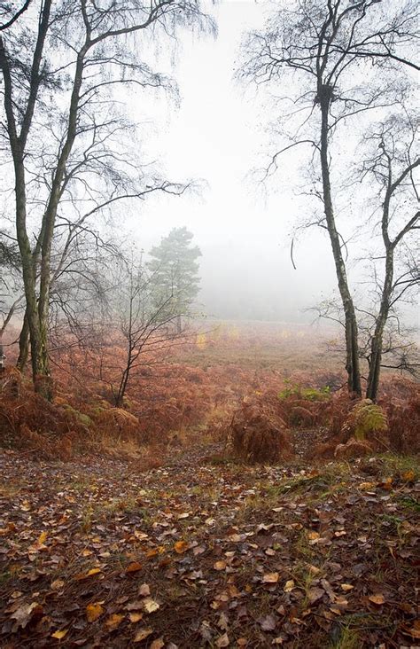 Foggy Misty Autumn Forest Landscape At Dawn Photograph By Matthew Gibson