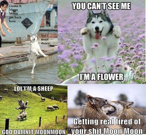 Binders Full Of Memes Animal Jokes Funny Animal Jokes Funny Wolf