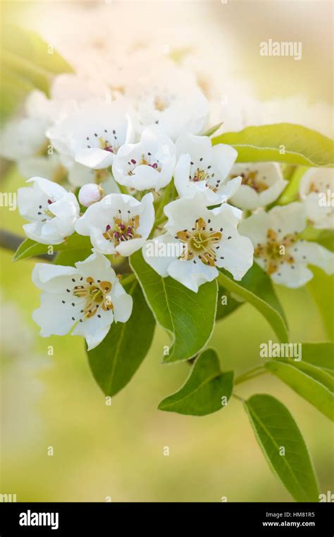 Spring White Blossom Of The Comice Pear Tree Pyrus Communis Doyenné