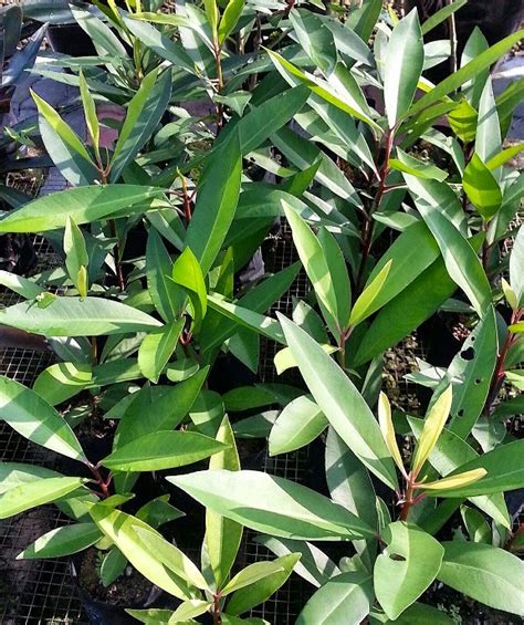 Maybe you would like to learn more about one of these? Semua Menjadi: Pokok Ulam Mata Itik