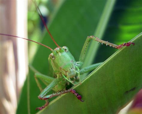 Free Green Cricket Stock Photo