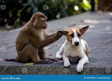 A Little Dog With A Monkey Stock Photo Image Of Friendship 102285576