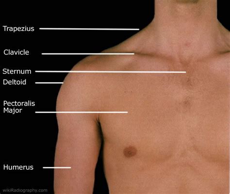 Surface Anatomy Of The Shoulder Wikiradiography Physical Therapy