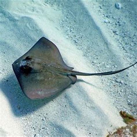 Where Do Stingrays Live In The Us Diy Seattle