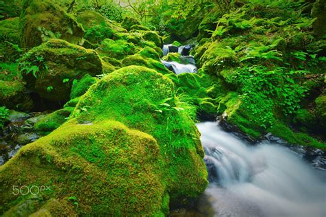 Moss Green Of The Fresh Green Stream The Moss Surrounding The