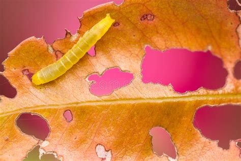 Macro Worm Eating Leaf Stock Photo Image Of Autumn 106593176