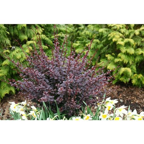 Proven Winners Sunjoy Syrah Barberry Berberis Live Shrub Black