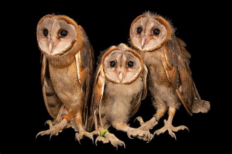 Photo Ark A Two Part Special On Nat Geo Wild Gallery Joel Sartore