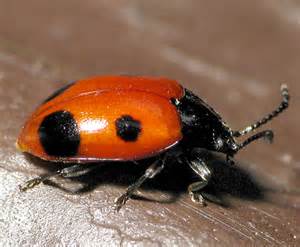 Fake Ladybug Endomychus Biguttatus Bugguidenet