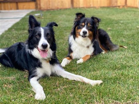 The Border Collie Australian Shepherd Mix A Smart Energetic Herding Breed