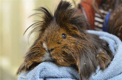 They May Be Small But Guinea Pigs Offer Big Joy Marin Independent