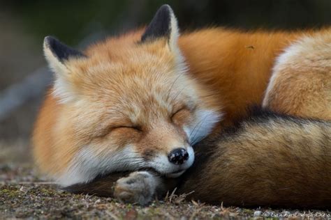 A Sleeping Fox In Ontario Canada Erika Squires‎nature Photography