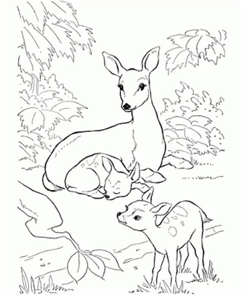 coloring-pages-of-deer | | BestAppsForKids.com