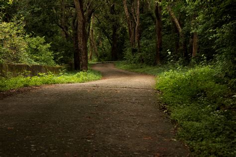 Free Photo Indian Forest Landscape Forest India