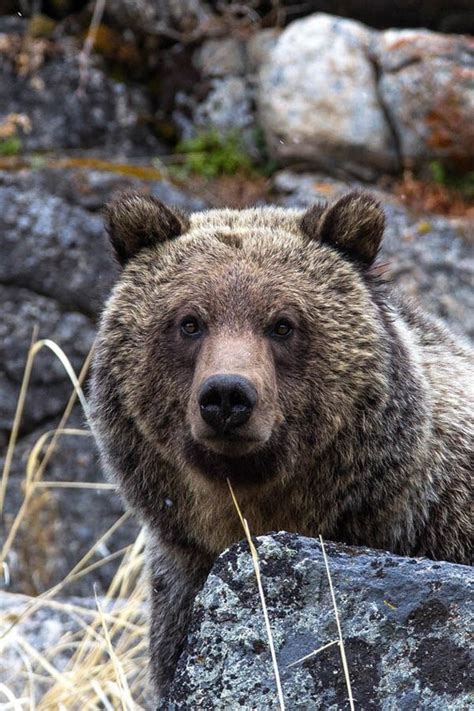 Grizzly Bear Portrait Wildlife Photography Bear Fine Art
