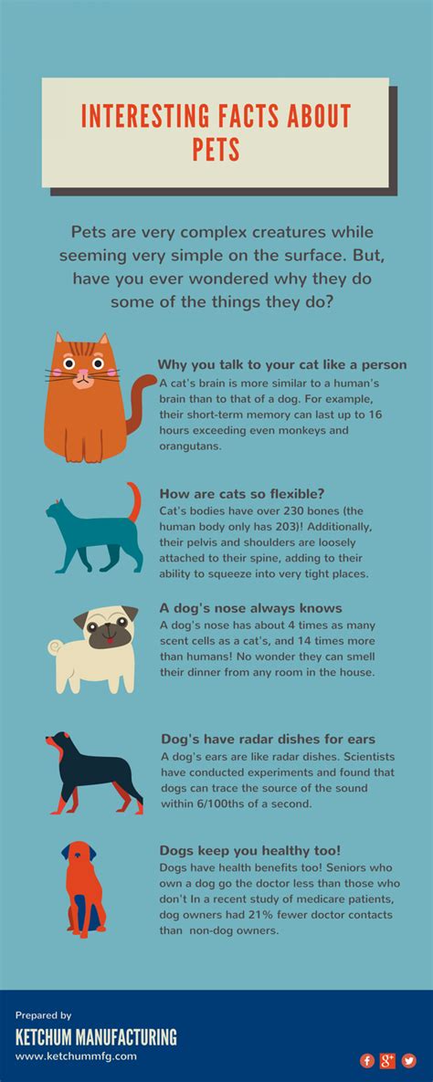 Fun Facts About Pets Visually