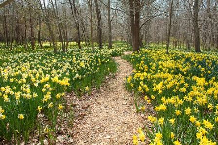 Dartmouth Natural Resources Trust Closes Parsons Reserve Daffodil Field