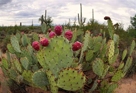 Sonoran Desert Cacti Sonoran Desert Desert Cactus Plants