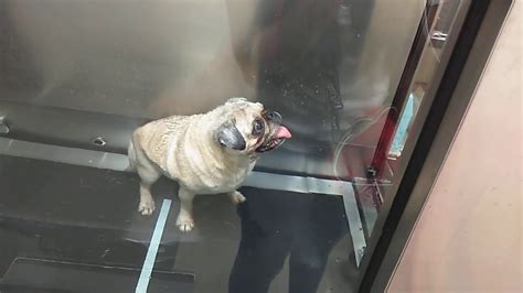 My Pug Is Getting Fat Youtube