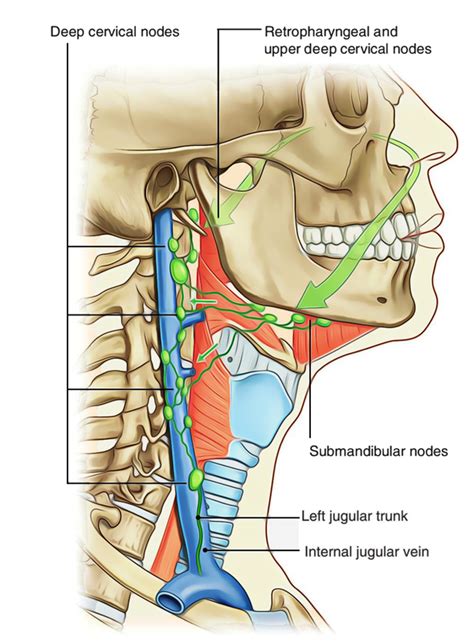 Human Nasal Cavity Diagram
