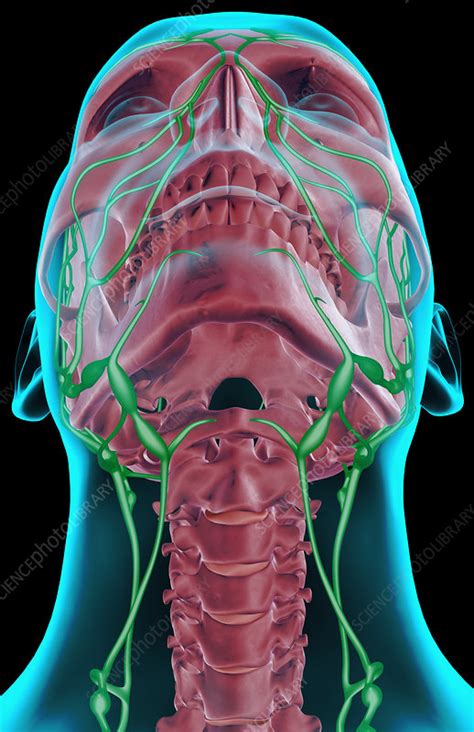 The Lymph Supply Of The Neck Stock Image F0013833 Science Photo