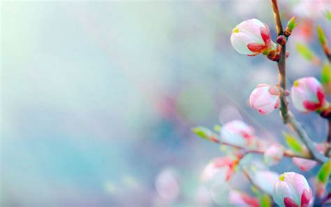 45 Windows 10 Spring Wallpapers Wallpapersafari